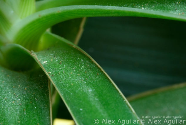 Lineas Verdes II 