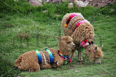 Llama