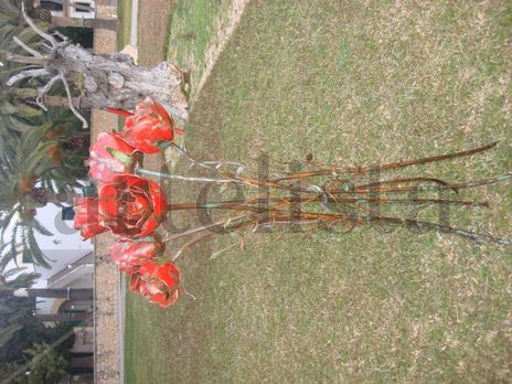 Rosas