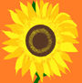 Girasol