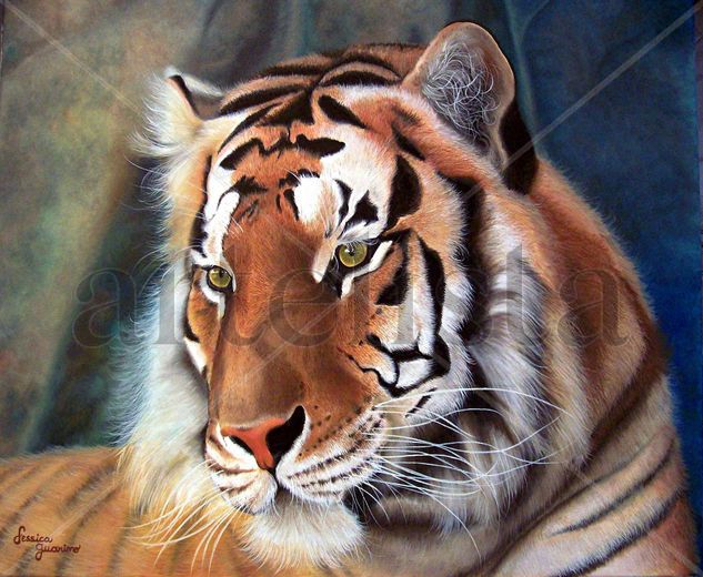 Tigre 