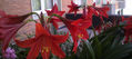 Clivias rojas-mayo 2011