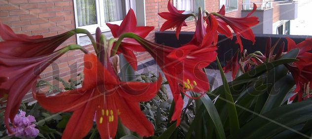 Clivias rojas-mayo 2011