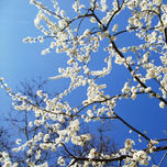 Primavera thumbnail 1