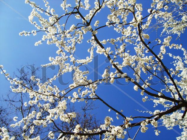 Primavera en Segovia