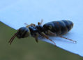 CARABIDAE - INSECTOS DE ARGENTINA