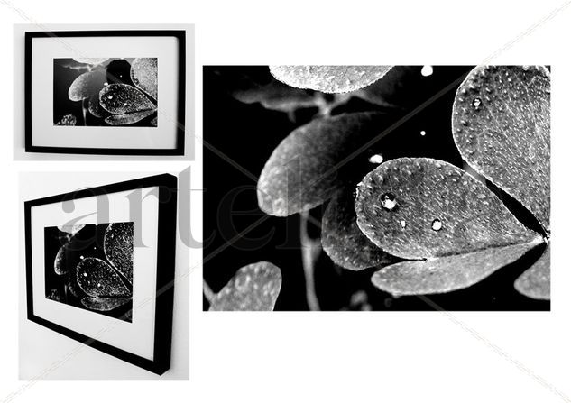 GOTAS - B Y N Architecture and Interiorism Black and White (Digital)