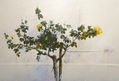 1020 ROSAL AMARILLO SOBRE PARED BLANCA 89 X 130