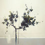 0999 rosal blanco II  180 x 180