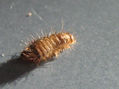 Polyxenus lagurus - Lepidoptera - INSECTOS DE ARGENTINA