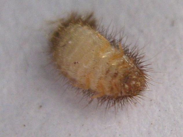 Polyxenus lagurus III - INSECTOS DE ARGENTINA