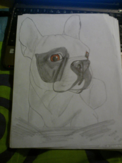 Bulldog ojos marrones
