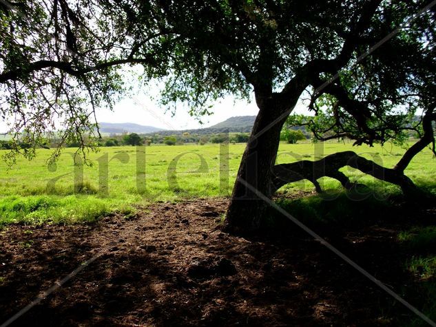 Bajo la sombra de un coronilla 