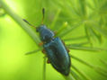 Necrobia Rufipes - INSECTOS DE ARGENTINA