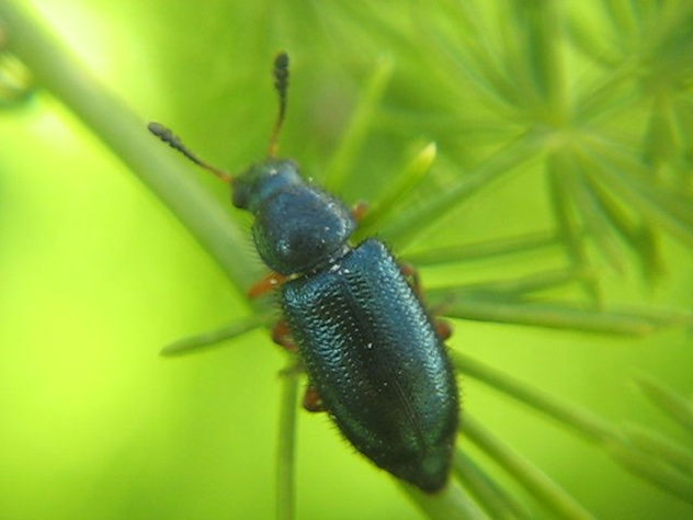 Necrobia Rufipes - INSECTOS DE ARGENTINA