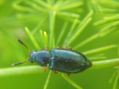 Necrobia Rufipes - INSECTOS DE ARGENTINA