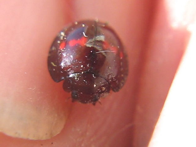 Exochomus Quadripustulatus - INSECTOS DE ARGENTINA