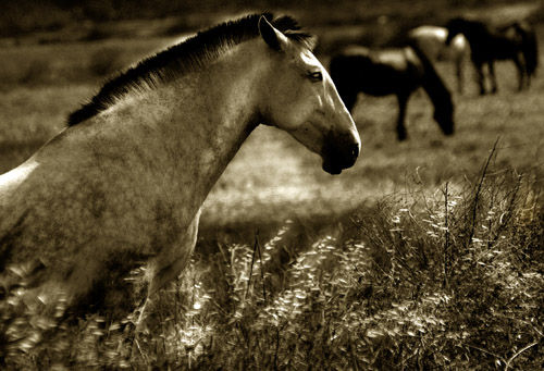 Caballos Nature Color (Digital)