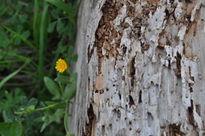 Textura forestal