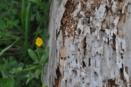 Textura forestal