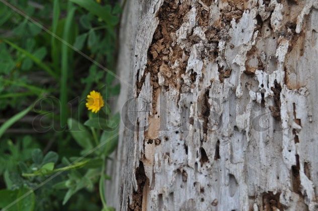 textura forestal