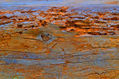 textura forestal2
