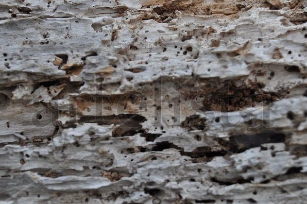 textura forestal3