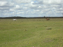 Libres como el viento