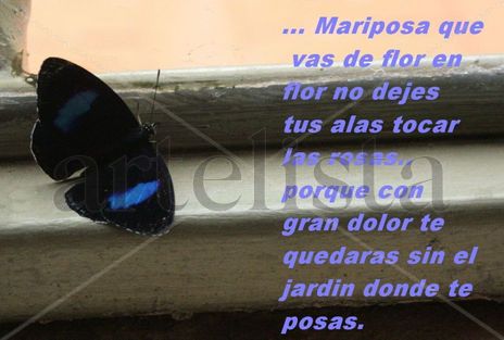Tu amor...Mariposa.