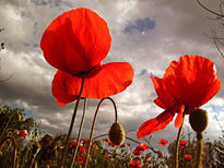 Amapolas bajo el...