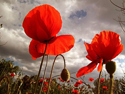 Amapolas bajo el...