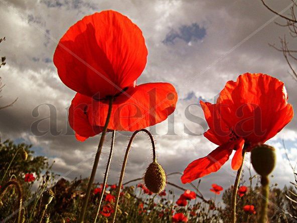 Amapolas bajo el cielo nublado