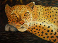 tigre