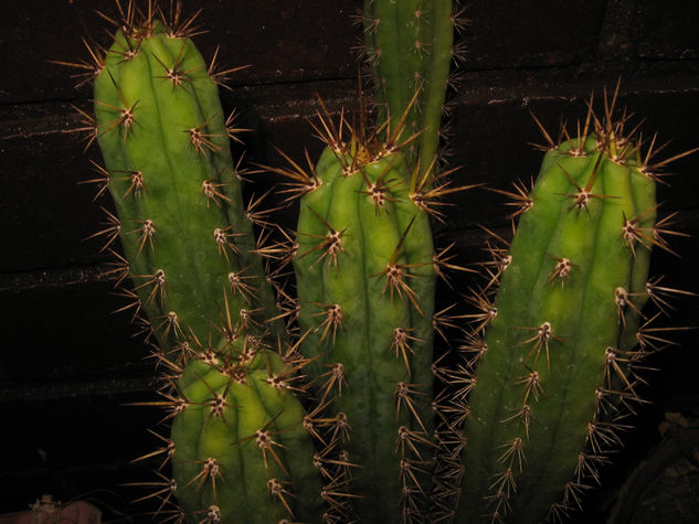 Cactus 