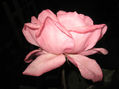rosa  en rosa