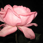 Flores 2011 thumbnail 1