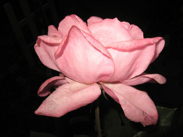 rosa  en rosa