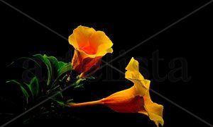 Flores