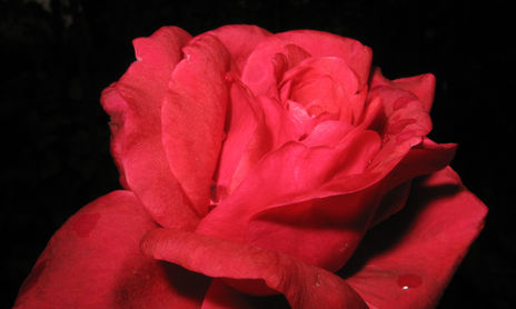 Flores 2011