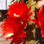 Fotografía thumbnail 2