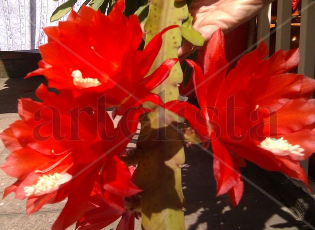Plumas de Santa Teresa, de mi balcón-mayo 2011