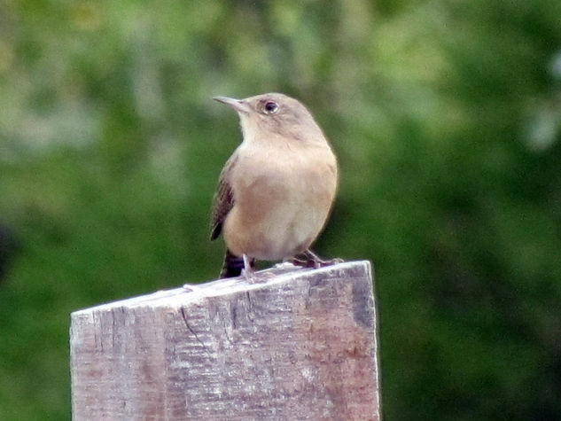 WREN - RATONERO - AVES DE ARGENTINA Fotoperiodismo y documental Color (Digital)