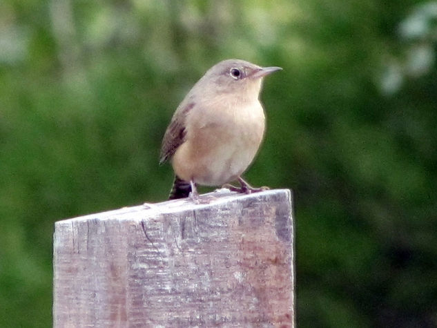 House Wren Troglodytes musculus - RATONERO Nature Color (Digital)