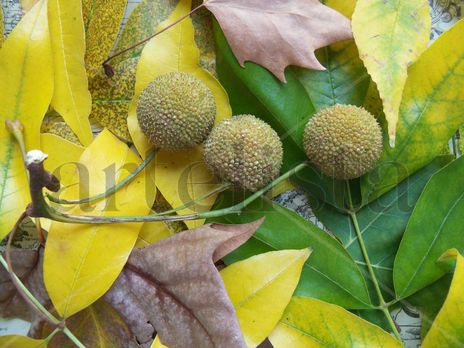 Collage de otoño
