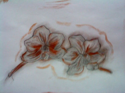 Orquideas..