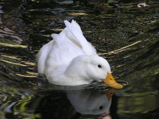 pato Naturaleza Color (Digital)