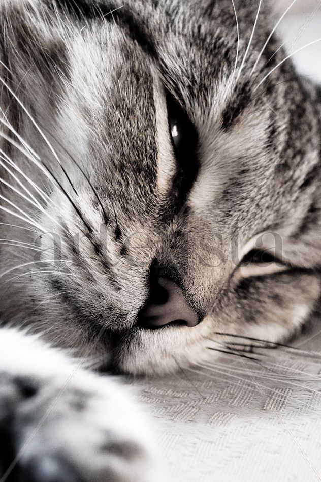 GATO