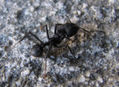 HORMIGA NEGRA - Acromirmex lundi - INSECTOS DE ARGENTINA