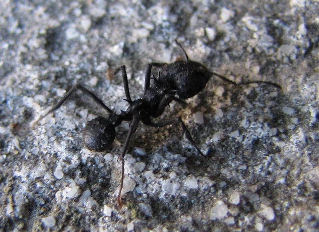 HORMIGA NEGRA - Acromirmex lundi - INSECTOS DE ARGENTINA Naturaleza Color (Digital)