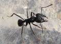 HORMIGA NEGRA - Acromirmex lundi II - INSECTOS DE ARGENTINA